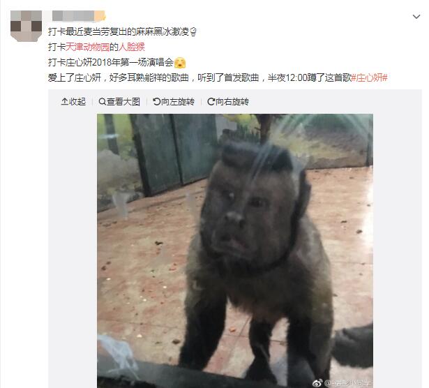 天津动物园人脸猴是黑帽悬猴吗？黑帽悬猴这么像人智商如何　本文共（970字）