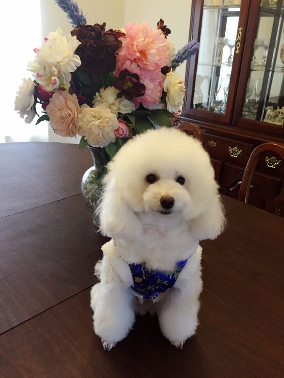 泰迪犬为什么那么色喜欢日？给泰迪犬做了绝育还色吗　本文共（874字）