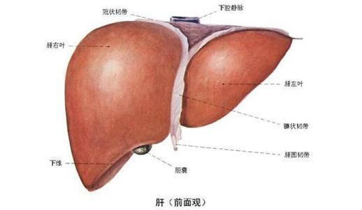 林正英为什么死的那么早？为什么英叔死后葬在美国并用佛教方式葬　本文共（1005字）