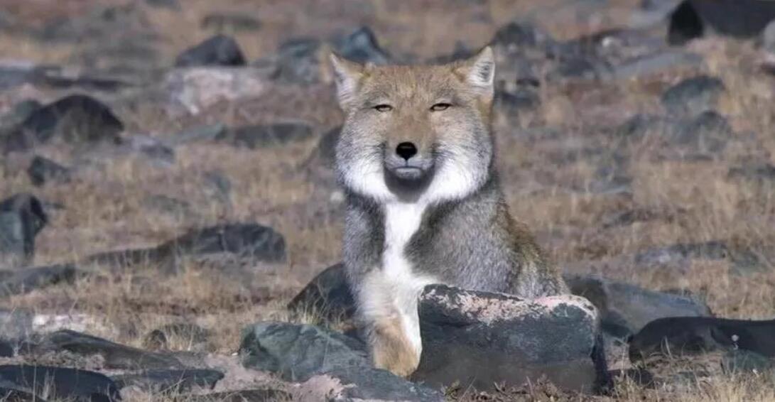 藏狐可以家养吗,为什么说藏狐是精神污染　本文共（1166字）