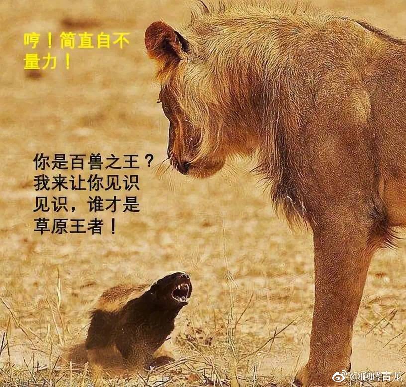 蜜獾为什么没动物园养,平头哥蜜獾能从小养吗?　本文共（857字）