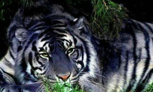 黑蓝虎灭绝了吗,黑蓝虎和东北虎哪一个更厉害？　本文共（909字）