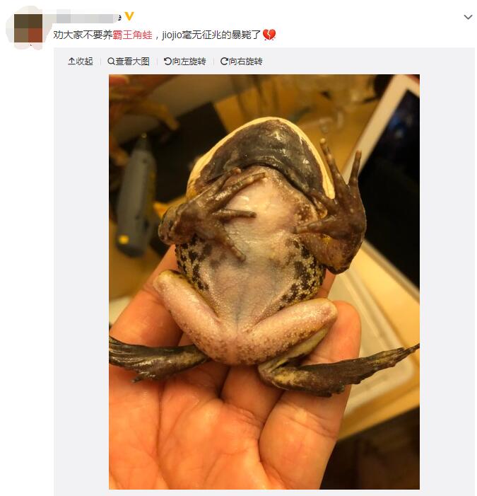 霸王角蛙为什么那么贵,霸王角蛙非常不好养！　本文共（942字）