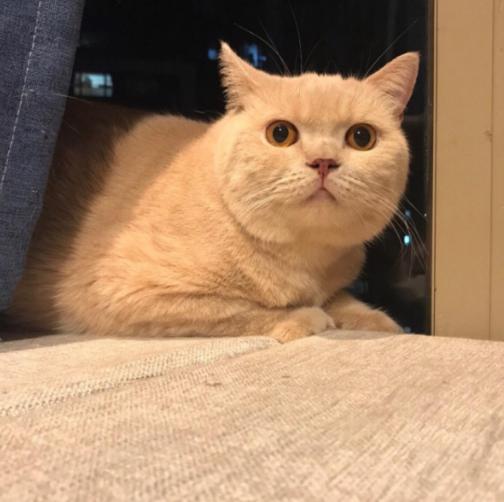 猫发腮和不发腮的区别,猫发腮前后对比图　本文共（1759字）