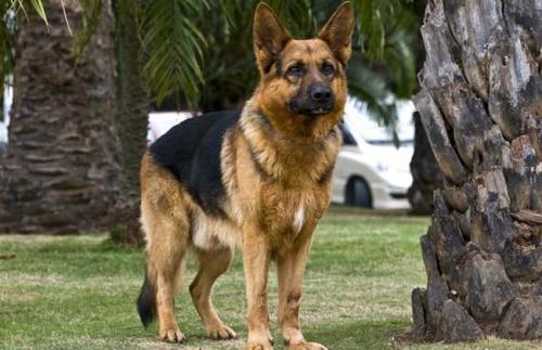 搜救犬退役之后去哪里？搜救犬是什么品种的狗狗　本文共（998字）