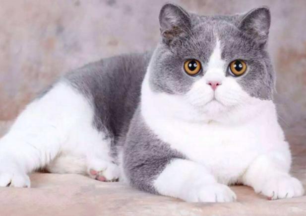 猫发腮和不发腮的区别,猫发腮前后对比图　本文共（1759字）