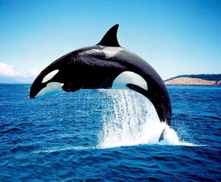 虎鲸与座头鲸哪个厉害？为什么座头鲸专门阻止虎鲸捕猎　本文共（955字）