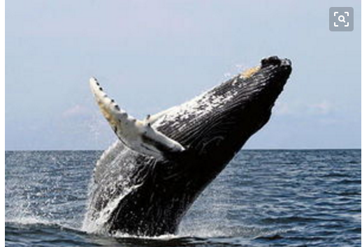 虎鲸与座头鲸哪个厉害？为什么座头鲸专门阻止虎鲸捕猎　本文共（955字）