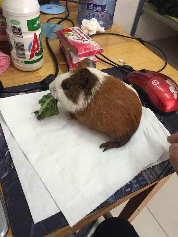 竹鼠、老鼠、荷兰鼠有什么区别？竹鼠和龙猫是什么关系　本文共（996字）