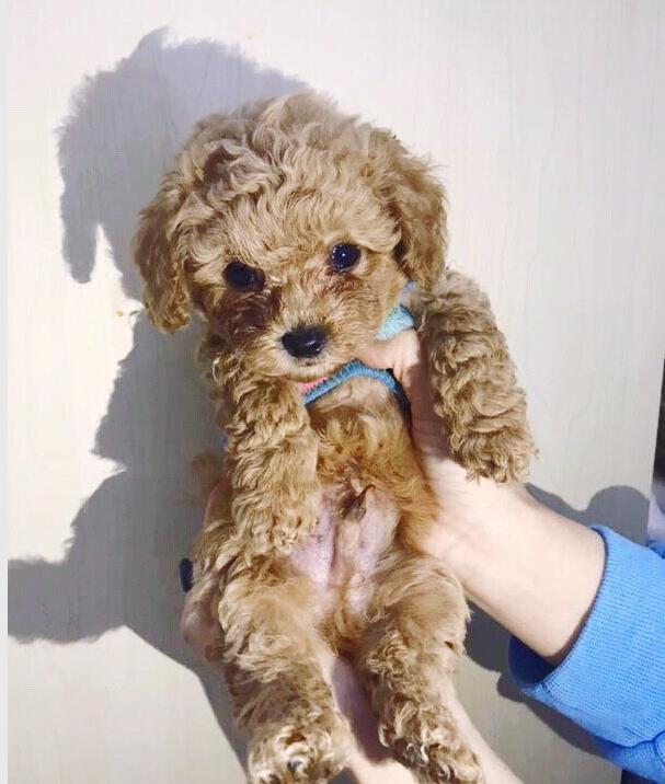泰迪犬乱叫是怎么回事,怎么让泰迪犬不乱叫？　本文共（872字）