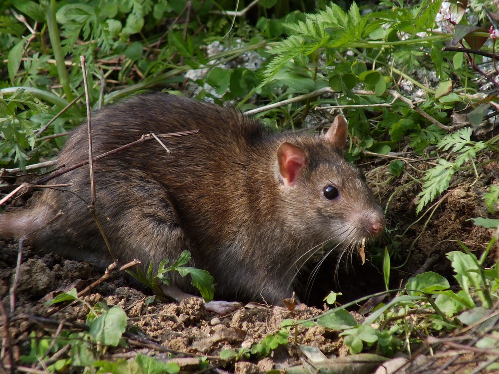 竹鼠、老鼠、荷兰鼠有什么区别？竹鼠和龙猫是什么关系　本文共（996字）