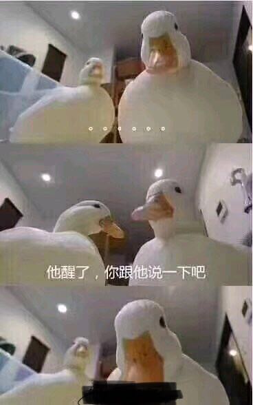 王思聪的科尔鸭多少钱一只,科尔鸭被叫小叫鸭或者可达鸭的原因揭秘　本文共（1019字）