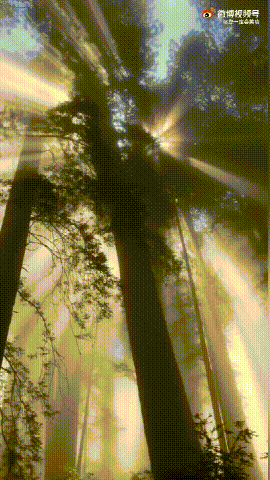 丁达尔效应爱情的含义是什么？丁达尔效应是物理现象还是化学现象　本文共（480字）