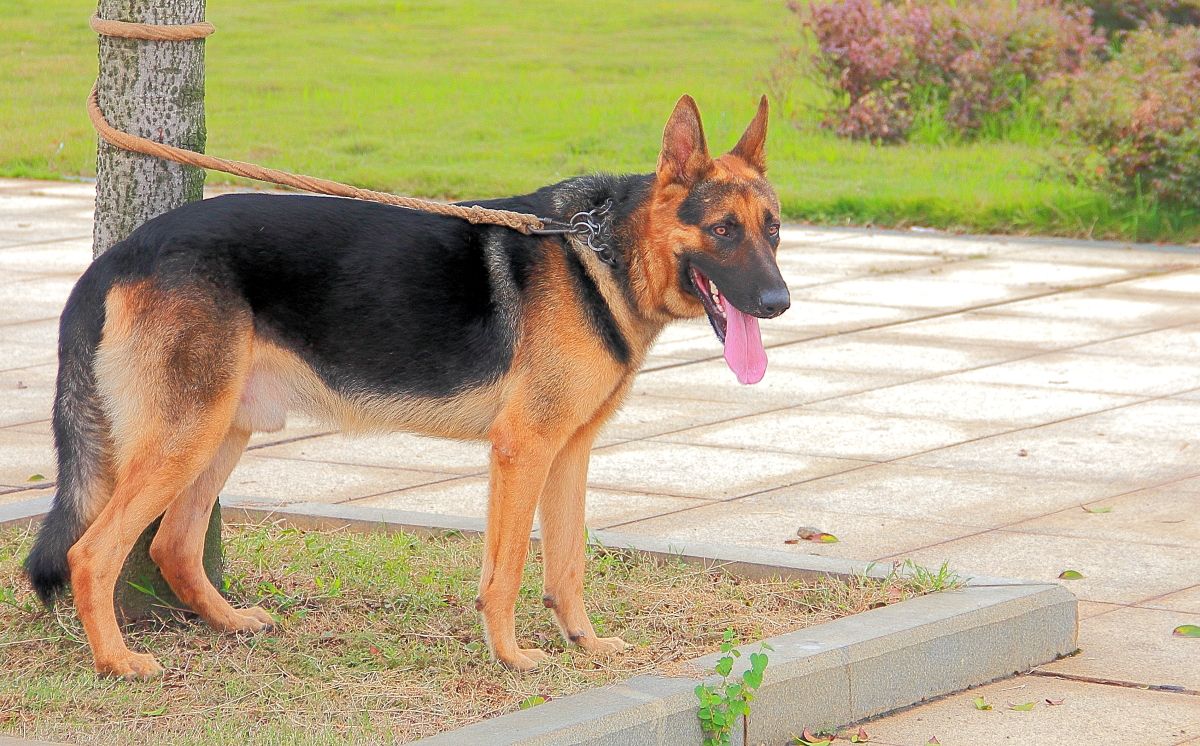 黑背犬会咬主人吗？德国黑背的致命缺点是什么　本文共（1018字）