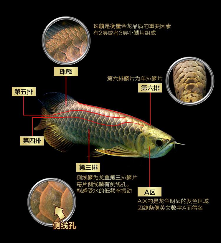 龙鱼过背和高背区别图,金龙鱼等级区分图解？　本文共（1147字）