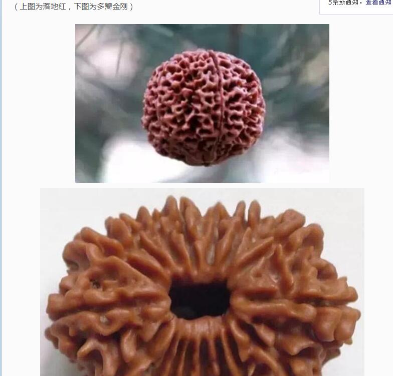 怎样区分金刚菩提和落地红,落地红盘10年什么样子图片　本文共（969字）