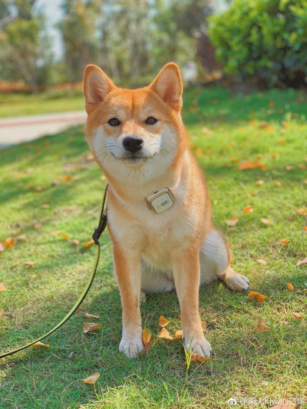 柴犬和秋田哪个是日本的国宝？柴犬在日本很贵吗　本文共（986字）
