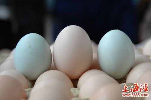 乌鸡蛋为什么是白色的？绿壳蛋与乌鸡蛋的区别　本文共（623字）