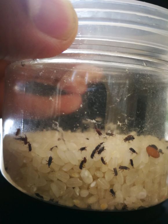 米里面有黑虫｛米象｝还可以吃吗,米里面有黑虫怎么杀死去除？　本文共（911字）