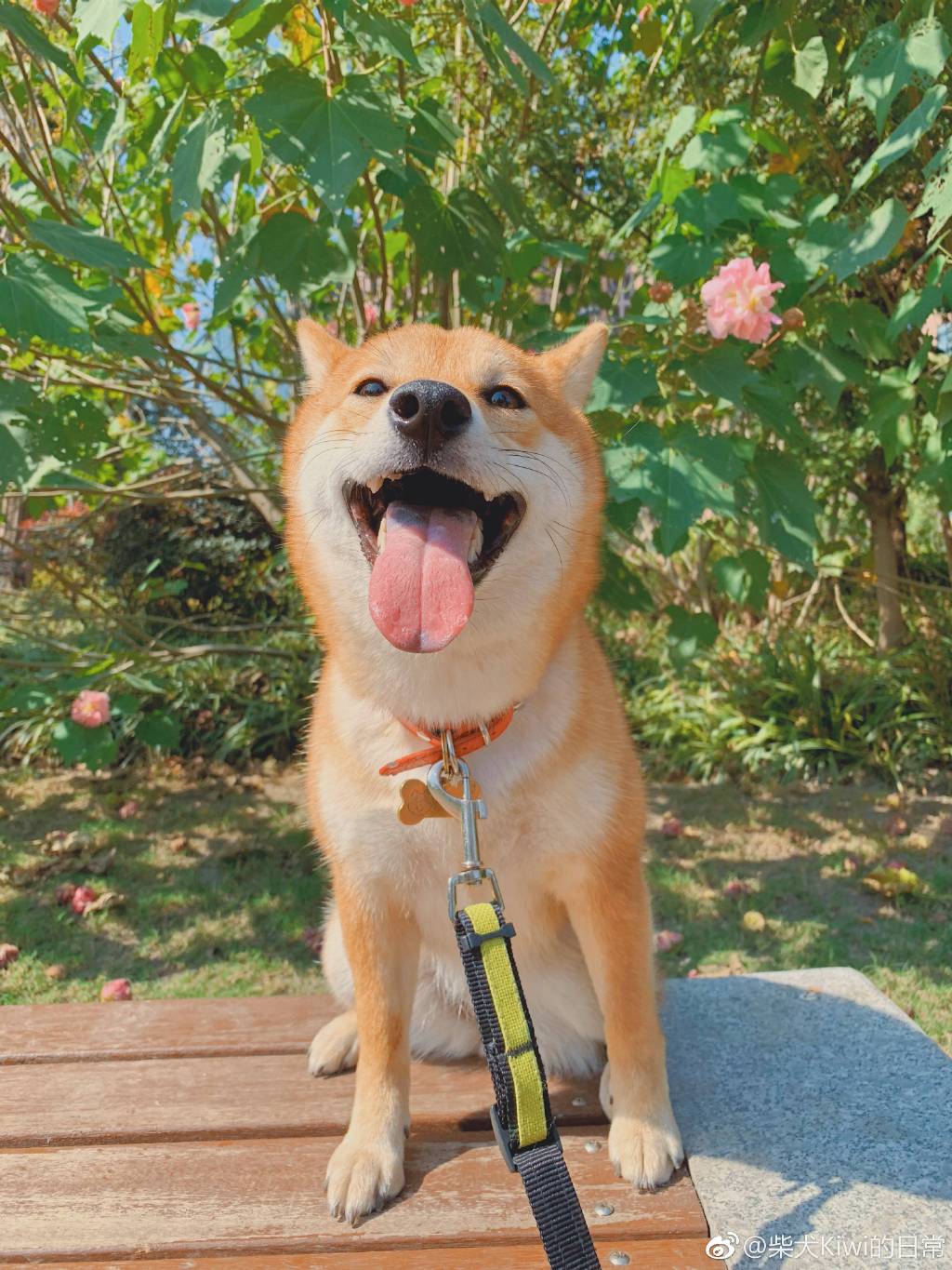 柴犬和秋田哪个是日本的国宝？柴犬在日本很贵吗　本文共（986字）