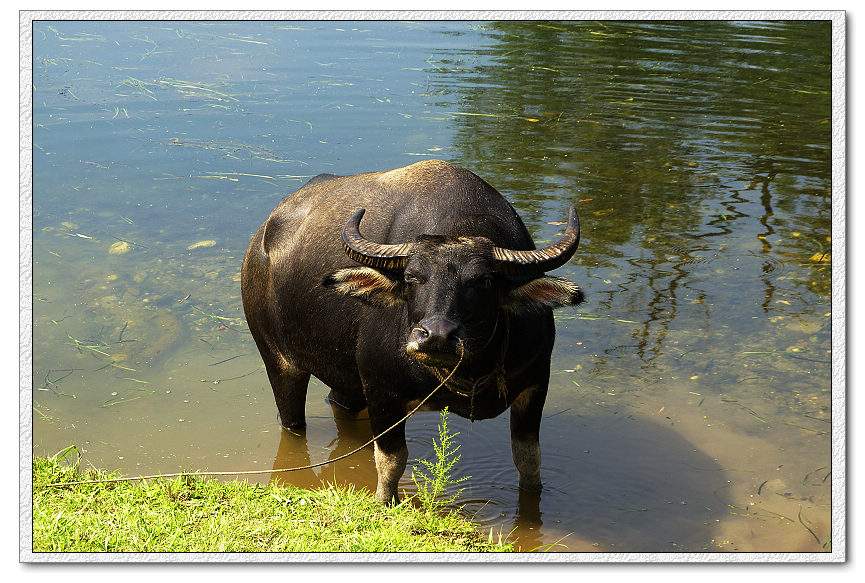 水牛和黄牛可以交配生子吗？水牛为什么喜欢在水里面　本文共（1197字）