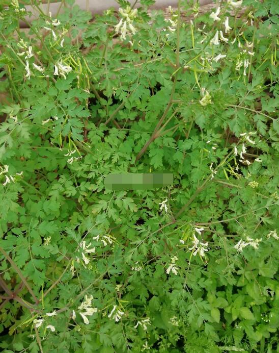 断肠草是毒还是药,断肠草为什么牛吃了没事？　本文共（957字）