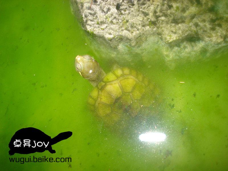 养乌龟绿水是怎么弄的怎么培养？养乌龟放在哪个位置好　本文共（1071字）