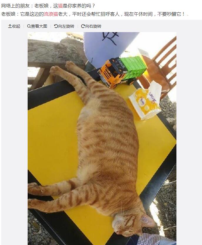 陌生猫跟着你走是什么兆头好还是坏,猫跟着人回家什么预兆？　本文共（1183字）