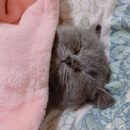猫假装咬人但咬的不重啥意思,猫抱着手要还用腿蹬咋回事？　本文共（1052字）
