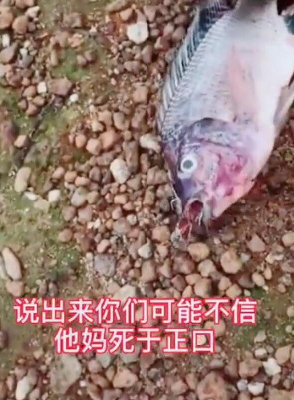 死鱼正口收杆就走什么意思？死鱼正口是什么原因　本文共（634字）