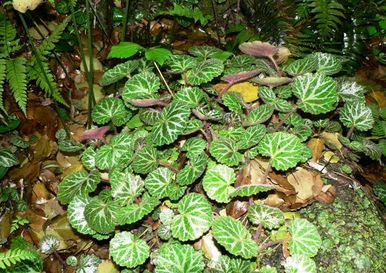 吸水石上种什么草好看？吸水石种植物的技巧　本文共（1301字）