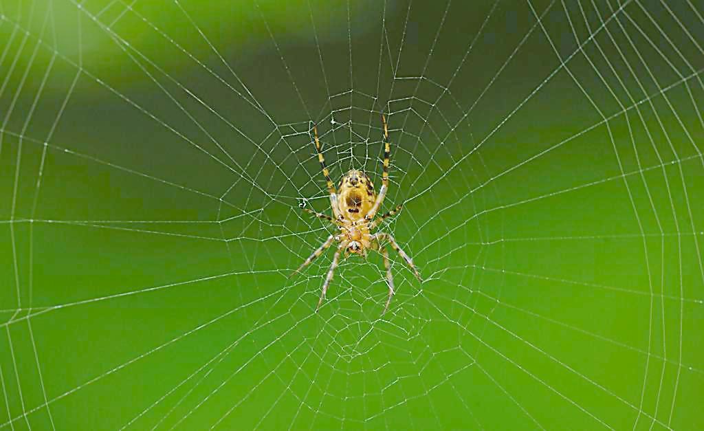 晚上看见大蜘蛛的预兆是什么？家里的蜘蛛能不能打死　本文共（985字）
