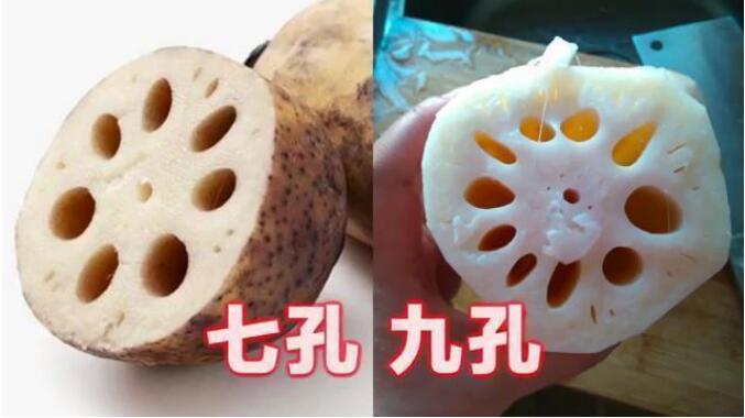 九孔藕和七孔藕有什么区别,藕的空里有泥怎么清理？　本文共（1069字）
