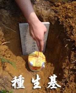 自己可以种生基吗,传说种生基改运不得善终真假？　本文共（1140字）