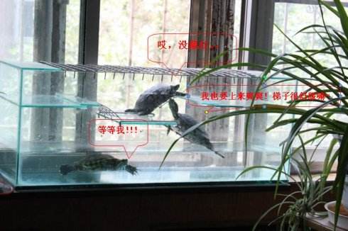 养龟风水与属相禁忌,风水龟是什么龟？　本文共（1533字）
