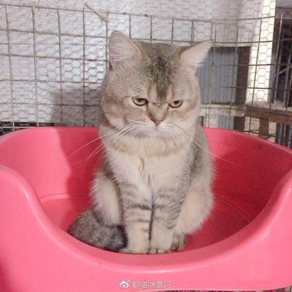 猫到底是招财还是来灾,家里来了自来猫是报恩的？　本文共（1097字）