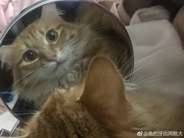 猫到底是招财还是来灾,家里来了自来猫是报恩的？　本文共（1097字）