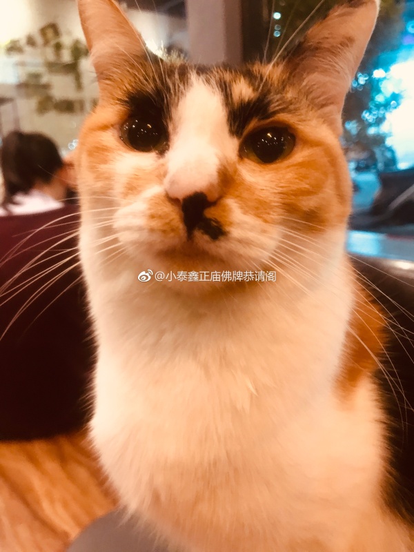 猫到底是招财还是来灾,家里来了自来猫是报恩的？　本文共（1097字）