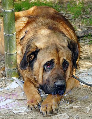 庄濠全，敖犬结婚了吗(敖犬结婚没)