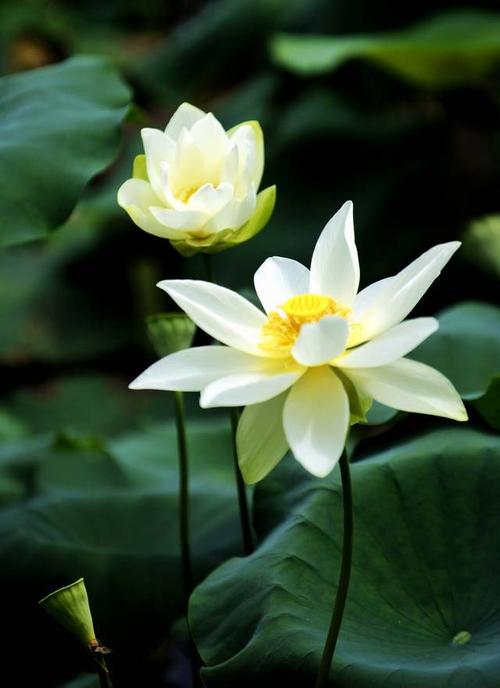 莲花姐，李冰冰莲花梗(李冰冰为什么外号莲花)