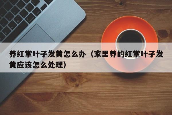 养红掌叶子发黄怎么办（家里养的红掌叶子发黄应该怎么处理） 