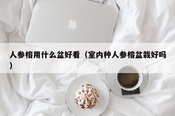 人参榕用什么盆好看（室内种人参榕盆栽好吗） 