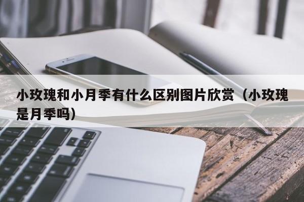 小玫瑰和小月季有什么区别图片欣赏（小玫瑰是月季吗） 