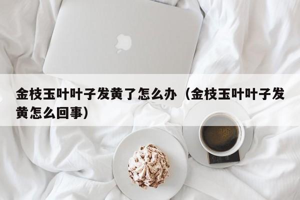 金枝玉叶叶子发黄了怎么办（金枝玉叶叶子发黄怎么回事） 