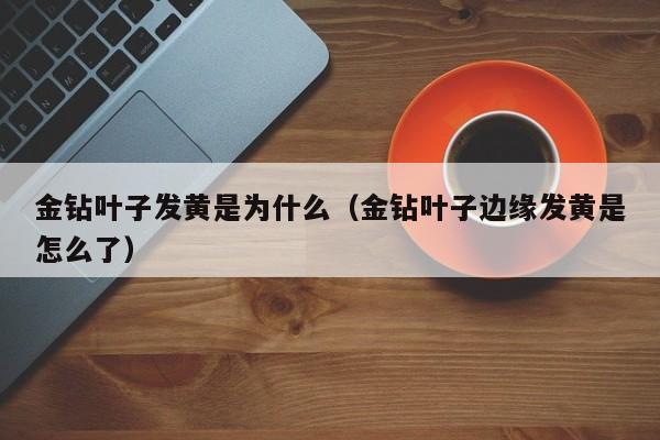 金钻叶子发黄是为什么（金钻叶子边缘发黄是怎么了） 