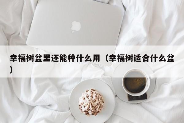 幸福树盆里还能种什么用（幸福树适合什么盆） 