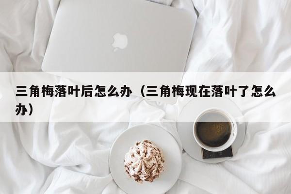 三角梅落叶后怎么办（三角梅现在落叶了怎么办） 