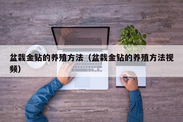 盆栽金钻的养殖方法（盆栽金钻的养殖方法视频） 