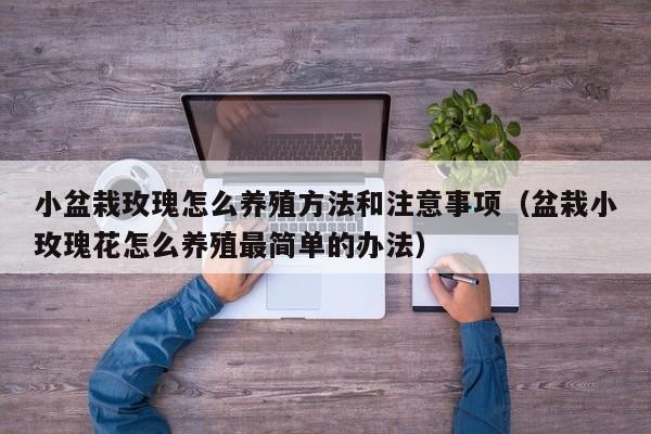 小盆栽玫瑰怎么养殖方法和注意事项（盆栽小玫瑰花怎么养殖最简单的办法） 