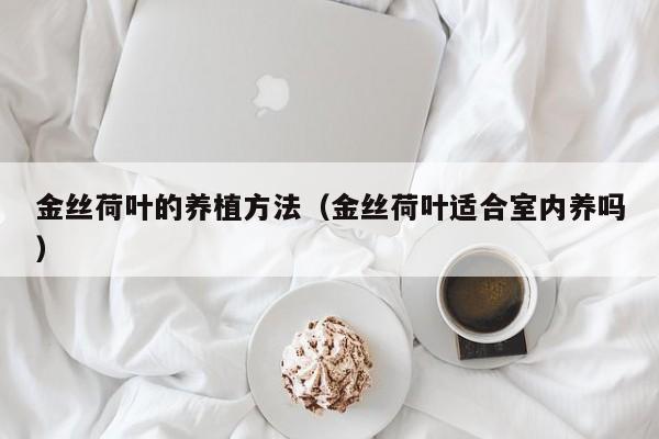 金丝荷叶的养植方法（金丝荷叶适合室内养吗） 